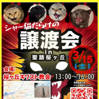 3/15（土）シャー猫だらけの譲渡会開催in多摩市聖蹟桜ヶ丘