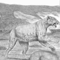 【シミター型剣歯猫の新学説】アンフィマカイロドゥス属の新たな巨大種と、アデイロスミルス属との近縁性について