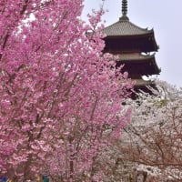 京都 仁和寺