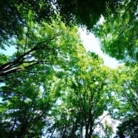 ミョウガの花ではありません！（板橋区立赤塚植物園 2025.7.13 撮影