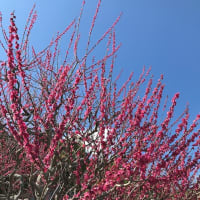 マスク緩和と花粉症対策
