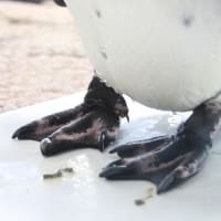 この足、何ペンギン？