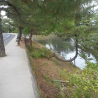 今日は２ｈジョグ　2025山陰の春ジョグ２２