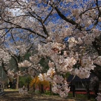 安野駅周辺の桜