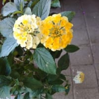家の花たち・・・アルストロメリアやグラジオラスが咲いてきました～～！！