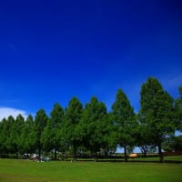 2025年5月中旬:渡良瀬遊水地「谷中湖」周辺、メタセコイア観察してきた。