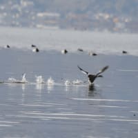 冬の渡り鳥・カンムリカイツブリ