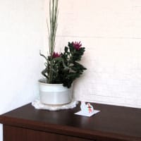 菊　➡　再利用、開花