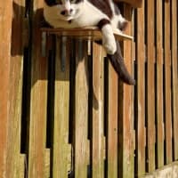 ちょびのキャットウォーク