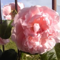 花火をみてきました。