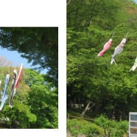 富士山を探しに  桜公園へ。 思いがけず「スイレン」発見！