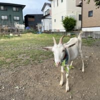 29日から7月5日までのウォーキングプラスα