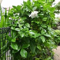 オオヤエクチナシが開花