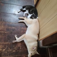 連結