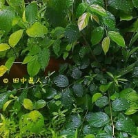 北庭のガマズミの葉濡れる梅雨の雫