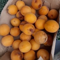 庭に落ちた完熟梅を食べてみました♡