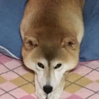トリミング行って来ました