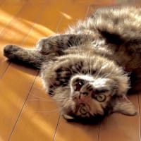 ５月６日　ピーナツの超おひねり