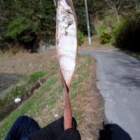 節分、何だか空気が新鮮に感じた