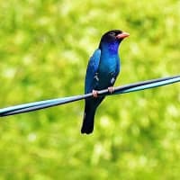 久々ブッポウソウの様子見、こんにちわです