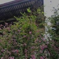 長岳寺 旧地蔵院に咲く秋の花々