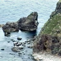海鳥のサンクチュアリ　天売島と森林浴を楽しむメルヘンの焼尻島　３４回目　天売島