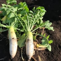  Hilo‘s Farm 冬野菜の収穫が最盛期を迎えています