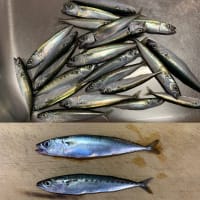 2025年4月27日【北条湾釣行】我が家の兄妹猫の朝食は釣りたてのサバっ子（サバの稚魚）を焼いたもの
