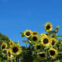 大船FC～夏の花散歩
