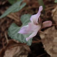 高ボッチ高原・鉢伏山の植物　フイリヒナスミレ （斑入雛菫）