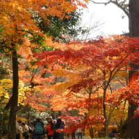 埼玉県新座市平林寺