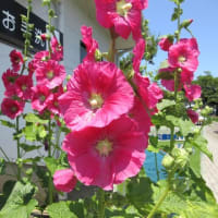 今年もまた、朝顔の芽が一杯