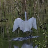 シジュウカラとコマツナギの花