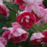 篠窪（しのくぼ）の隣町　秦野市運動公園のバラが綺麗
