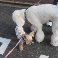モフとKAIを取り換えて？？