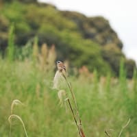 初夏の風～ホオジロ