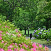 蒸し暑い　イジュの花咲く吉野公園　2025/06/13（鹿児島）