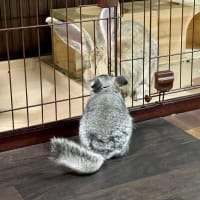 チンチラ　ペコちゃんの回し車を新調。