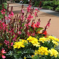 靭公園バラ園