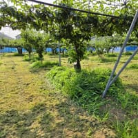東京都農林総合研究センター見学
