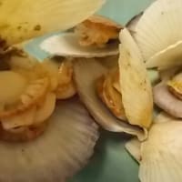 のれそれを黒牛で