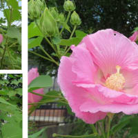 ≪スイフヨウ・酔芙蓉≫　　　雷雨の到来