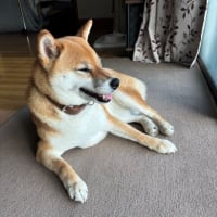 尻尾も美しい！まるで置物のようなにゃんこ