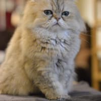 「猫の居る休憩所299」にて28