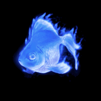 瓦斯炎魚