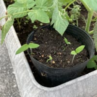 ミニトマトの発芽