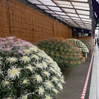 文京菊まつり