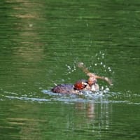 大きな獲物を・・・