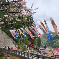 花桃を満喫してきました