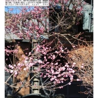 花巡り「梅－361」  幸手　満福寺